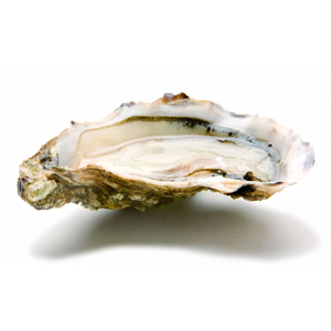 Oesters Fines de Normandie Nr 3-12
